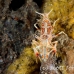 shrimp_tiger_shr_tam_h_0034_bal6408.jpg